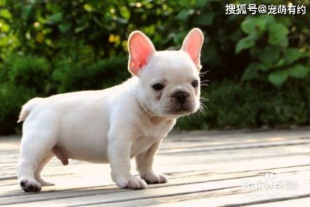 法国斗牛犬饲养技巧：避免常见错误，让爱犬更健康