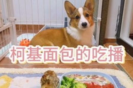 23公斤柯基的巧克力中毒量是多少？避免悲剧的实用指南
