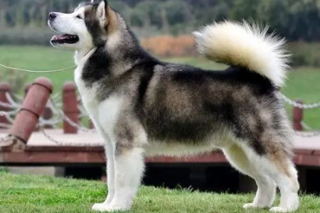 想养雪橇犬？哈士奇和阿拉斯加，颜值和性格深度分析！