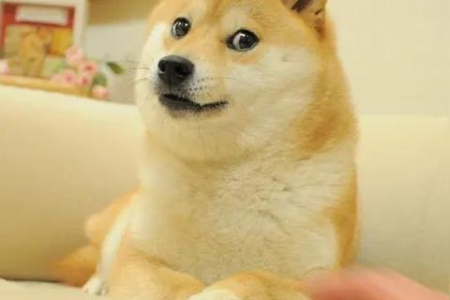 柴犬黑色眉毛会变成豆豆眉吗？幼犬眉毛变化规律详解