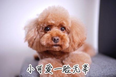 泰迪犬：可爱外表下隐藏的烦人真相？是史上最讨厌的狗吗？