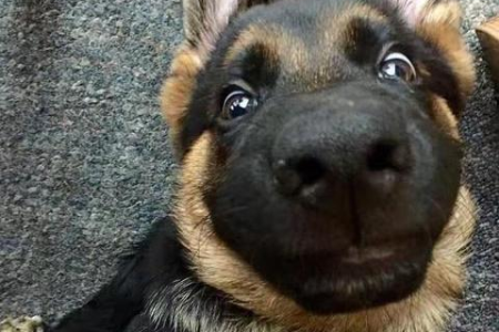 中大型犬专用狗粮有添加剂？如何辨别和避免