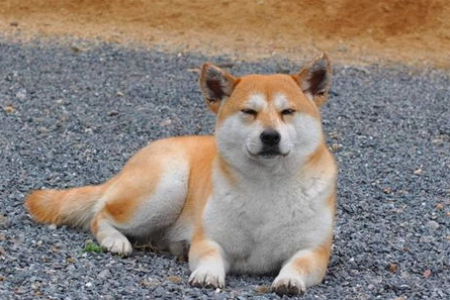 想养猛犬又怕伤娃？十大最喜欢小孩的猛犬推荐