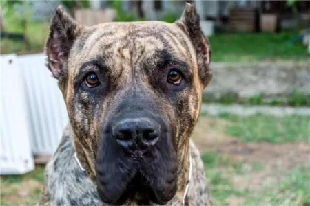 比特犬、土佐犬、杜高犬：世界上最凶猛的三大犬种