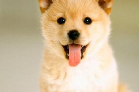 狗狗的饲养方法与技巧大全：从幼犬到成犬，全面照顾你的爱犬