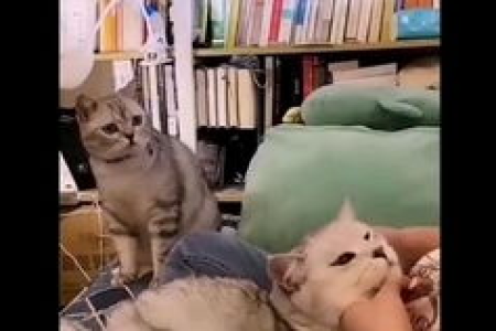 那些年，我们一起追过的狗狗猫猫迷惑行为！