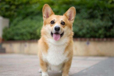 柯基犬：可爱外表下的养宠难题，你准备好了吗？