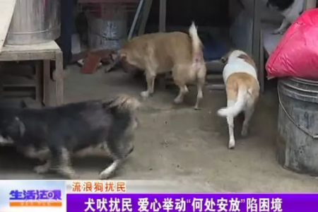 烤鸭店老板每天喂流浪狗，爱心举动获网友点赞！