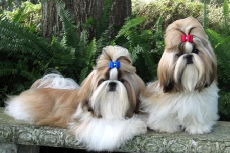 西施犬长大后变丑？毛发护理是关键！