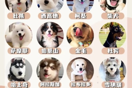 想养狗却不知道选哪种？教你挑选适合自己的狗狗