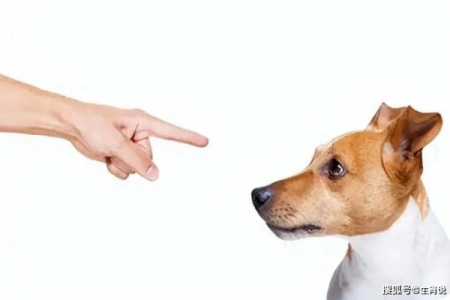 狗狗恨你？这六个信号暗示它对你心生不满！