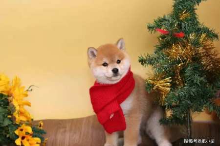 6个缺点告诉你，柴犬真的适合你吗？看完再决定！