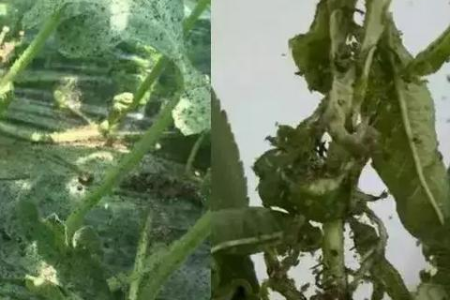 夏季养胃新选择：莲藕配橙皮，简单美味又健胃！