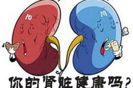 夏季养生必备：保肝护肾食谱大全，简单易做