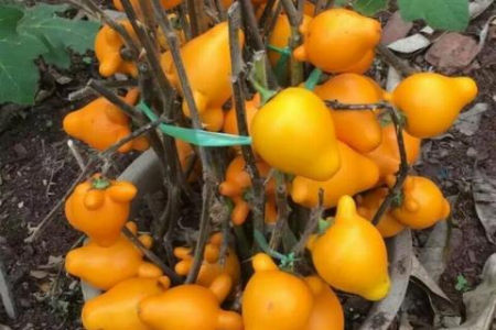 天热别乱吃！夏季女人这6种水果要少碰