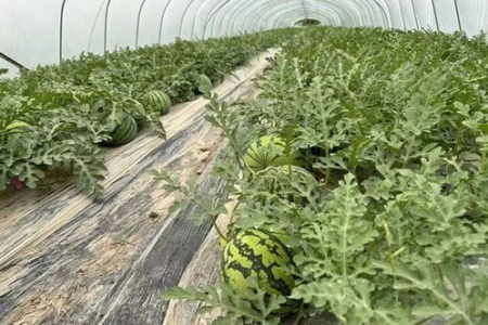 炎炎夏日吃瓜消暑，夏季瓜果农药残留需警惕