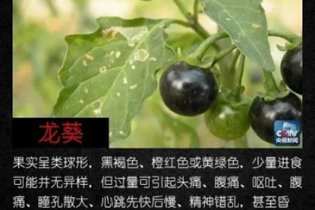 小心有毒植物！误食中毒后果不堪设想，必须警惕！