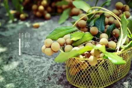 福州白露吃龙眼习俗的起源是什么？白露吃龙眼对身体好吗？