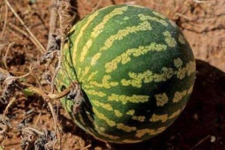 口干舌燥怎么办？秋季抵抗干燥天气的实用食物推荐