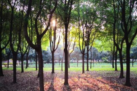 夏季瘦身有绝招：简单易学的夏日瘦身技巧，让你轻松瘦