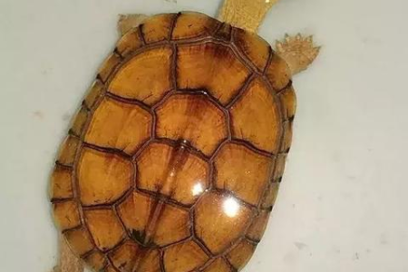 经期浮肿如何调理 这些食物帮你轻松告别水肿