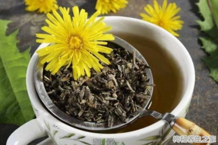 蒲公英茶能帮助减肥吗 喝蒲公英茶可以减肥吗